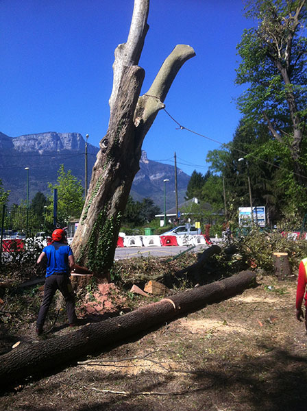 Abattage de gros arbres 1