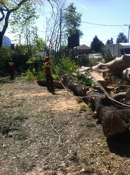 Abattage de gros arbres 3